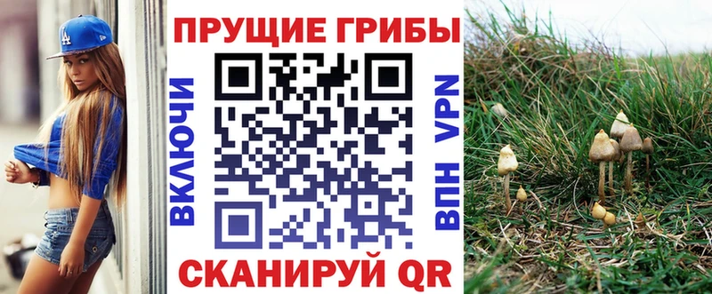 где купить   Макушино  Галлюциногенные грибы GOLDEN TEACHER 